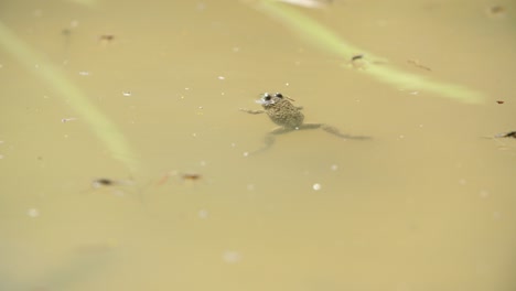 yellow-bellied-toad-floating-in-a-puddle.-Verdun-forest,-Lorraine,-France.